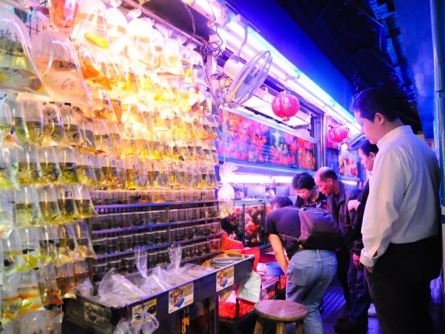 金魚街 Goldfish Market
