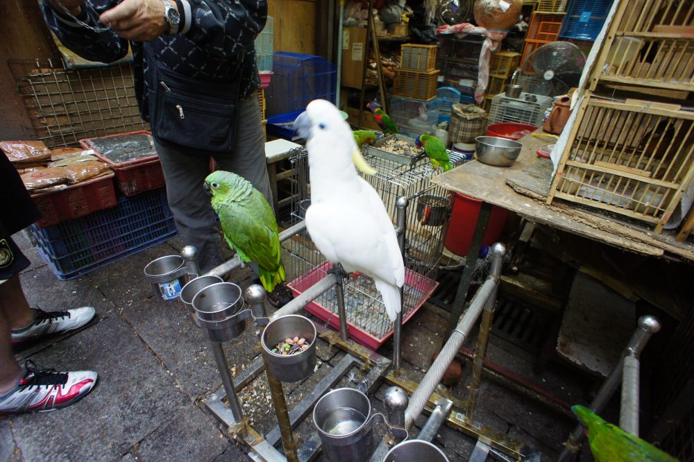 雀鳥花園 Bird Garden