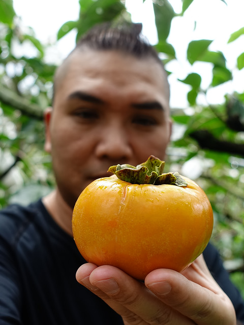 每一棵都嬌嫩欲滴的甜柿